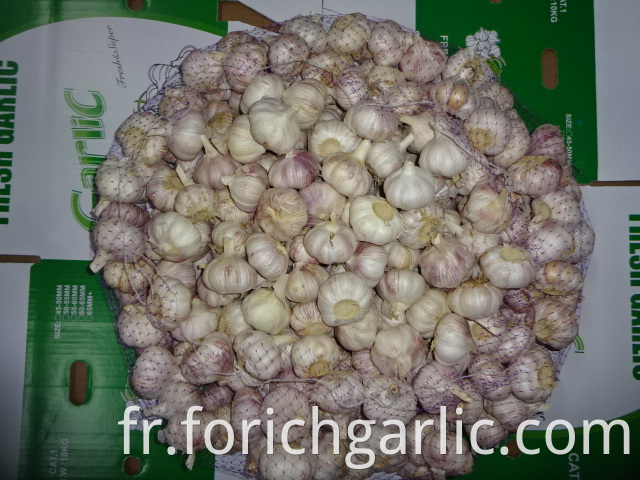 Fresh Garlic 5 5cm